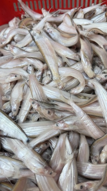 কাজলি মাছ